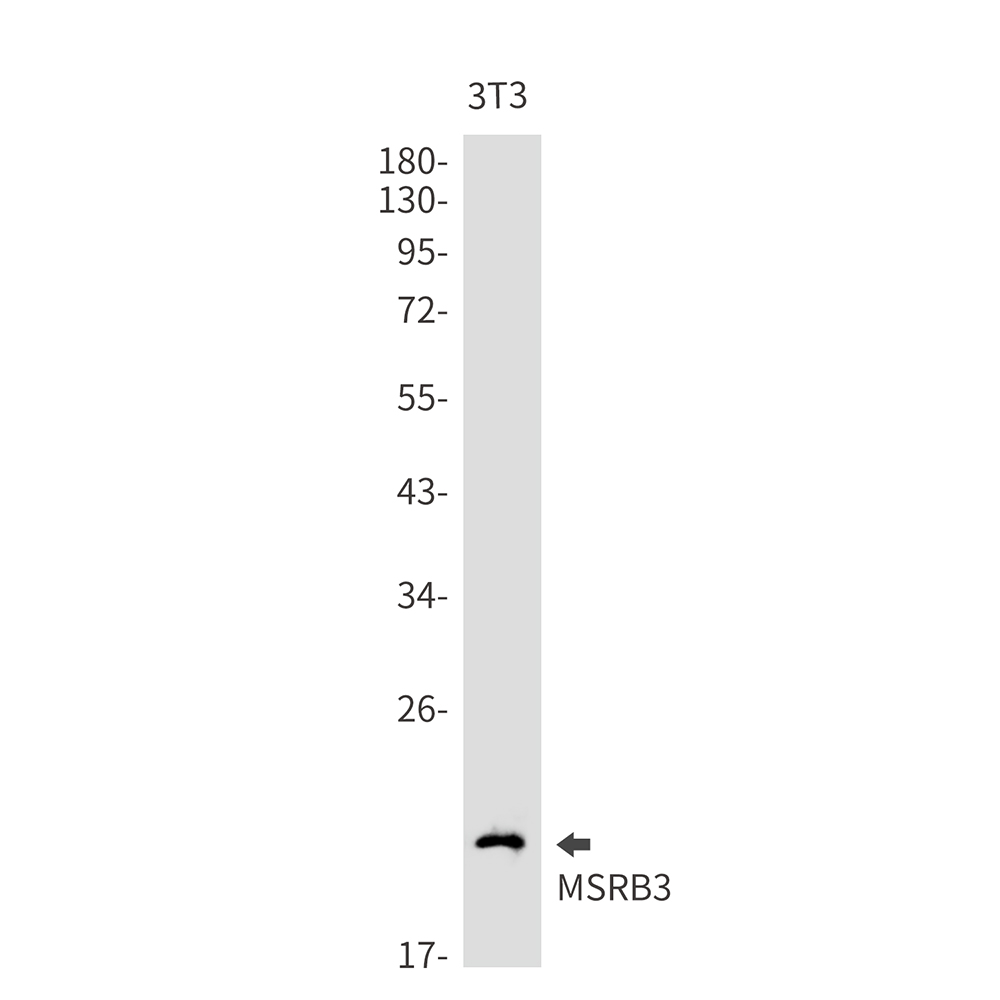 MSRB3 Rabbit mAb